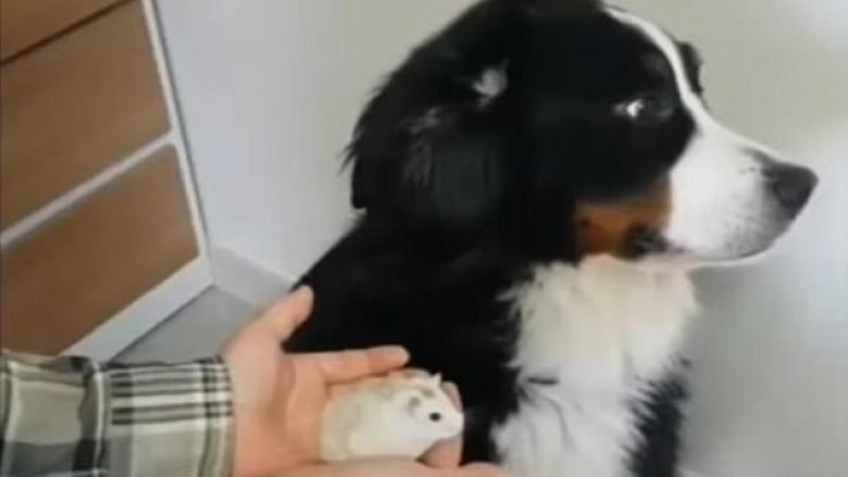 Qeni frikësohet nga miu (Video)