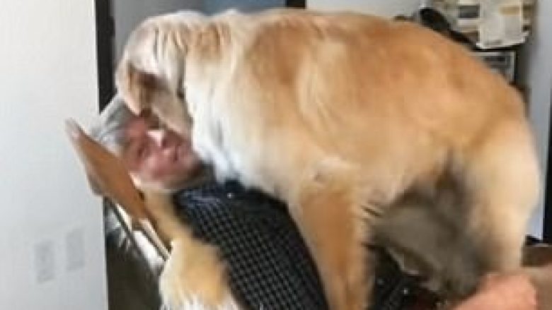 Qeni i gëzuar që iu kthye pronari nga puna, e ndalon të largohet sërish (Video)