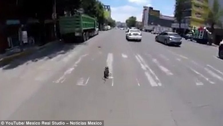 Rrezikoi jetën nëpër trafik të ngjeshur që të shpëtojë një qen të vogël (Video)