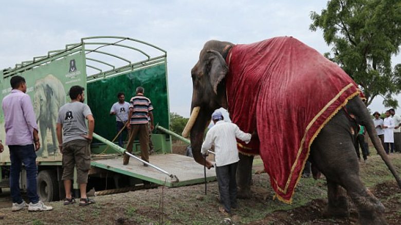 Shpëtohet elefanti që u keqtrajtua për më se gjysmë shekulli (Video)