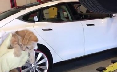 Shpëtohet macja që qëndroi një kohë të gjatë brenda makinës Tesla (Foto)