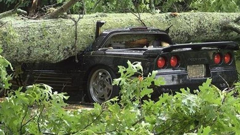 Trungu i pemës shkatërron veturën, shoferi shpëton pa lëndime (Foto)