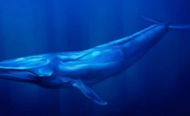 Balena Blu, rrëfimi tronditës: Mos u gënjeni se ju vret (Video)