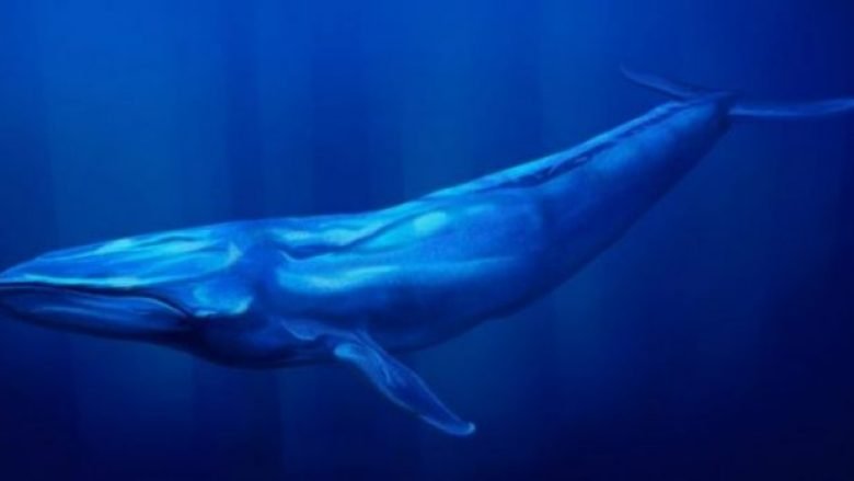 Loja vdekjeprurëse “Balena e kaltër”, Kosova ashpërson masat kundër saj