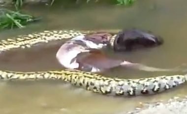 Dorëzohet anakonda gjigante: Pasi e gëlltiti të gjithë lopën, u detyrua ta “villte” (Video)