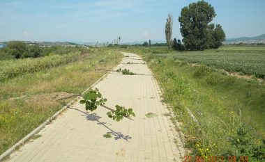 Thyhen dhe dëmtohen mbi 30 drunj dekorativë në shëtitoren e qytetit në Vushtrri (Foto)