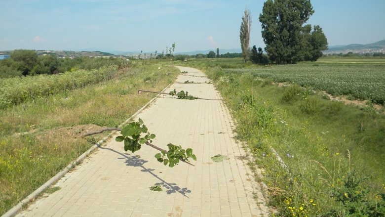 Thyhen dhe dëmtohen mbi 30 drunj dekorativë në shëtitoren e qytetit në Vushtrri (Foto)