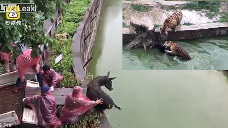 E hedhin gomarin e gjallë në ujë, për të ushqyer tigrat e kopshtit zoologjik (Video,+16)