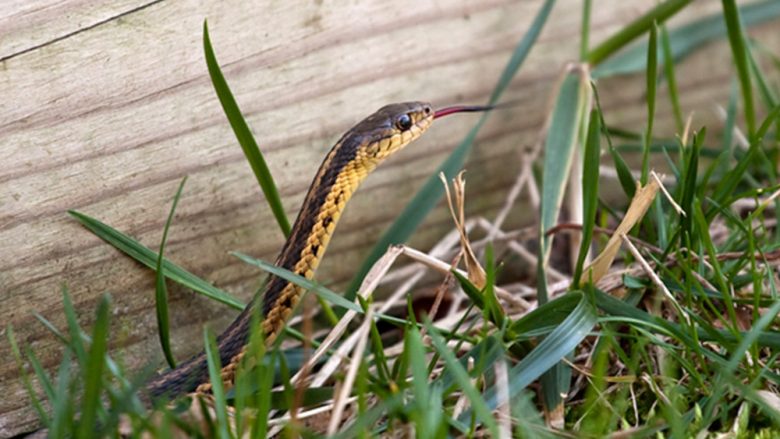 Një gjarpër i madh u përpoq të hynte në një shtëpi në Oklahoma