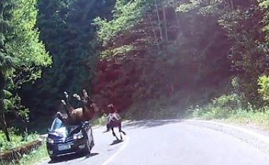 Përplasje e frikshme e kalit me veturën – befasia është se kalin nuk e gjen asgjë, e vetura dëmtohet shumë (Video)