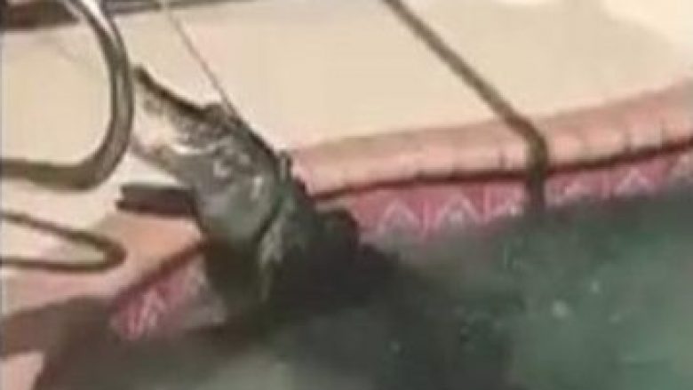 Mysafiri i paftuar, krokodili hyn në pishinën e shtëpisë private (Video)