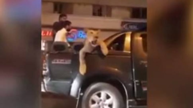 Nëpër rrugët e kryeqytetit me luanin mbi veturë, pronari thotë se po e dërgonte tek veterineri (Video)