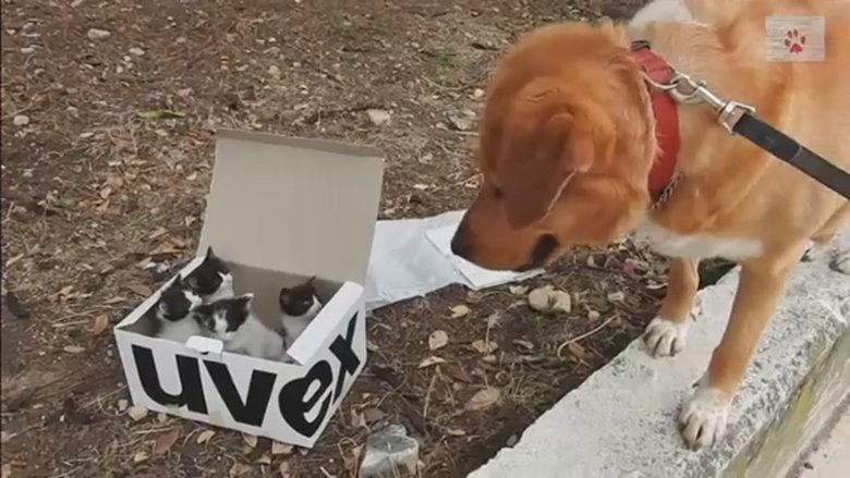 Qeni ka gjetur një kuti me kotele të braktisura: Pronarëve u ka përgatitur befasi jetësore! (Video)