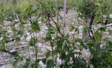 Dëmet e shkaktuara nga breshëri në bujqësi në Rahovec mbi 1.1 milion euro