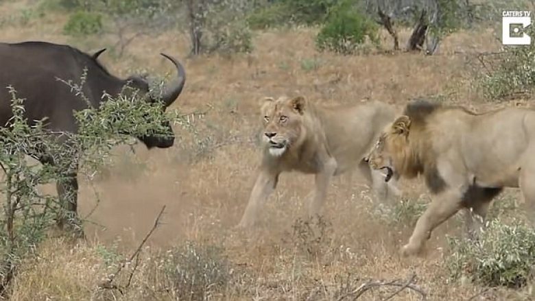 Luanët tentojnë ta hanë për së gjalli një buall, por pendohen keq kur atij i dalin në ndihmë “shokët” (Video)