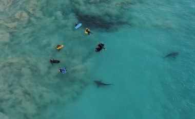 Bashkëjetesa peshkaqen-njeri (Video)
