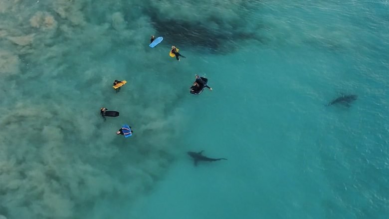 Bashkëjetesa peshkaqen-njeri (Video)