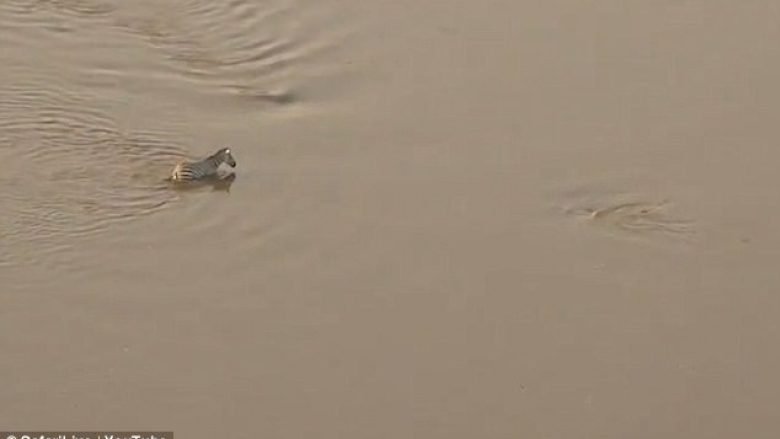 Filmohet momenti kur zebra ikë nga lumi për t’i shpëtuar dhëmbëve të krokodilëve, por përfundon direkt në gojën e luanëve (Foto/Video, +18)
