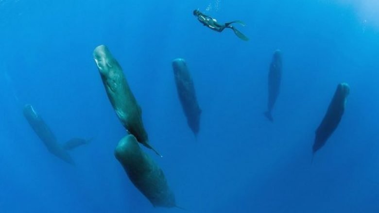 Jeni kurioz të shihni si flenë balenat, ky është momenti i rrallë (Foto)