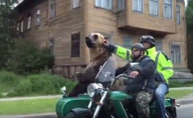 Ndodh edhe kjo: Ariu shëtitet me motoçikletë nëpër rrugët e qytetit (Video)