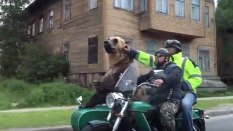 Ndodh edhe kjo: Ariu shëtitet me motoçikletë nëpër rrugët e qytetit (Video)