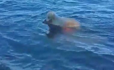 Momenti kur qeni kërcen në ujë për ta shpëtuar drerin e vogël që po mbytej (Video)