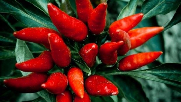 She occupies her husband with the other, the nervous woman fills her "rival's" vagina with chili