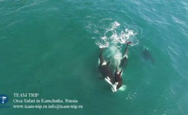 Orkat e hanë për së gjalli një balenë 9 metra të gjatë, pamjet e rralla filmohen me dron (Foto/Video, +18)