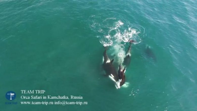 Orkat e hanë për së gjalli një balenë 9 metra të gjatë, pamjet e rralla filmohen me dron (Foto/Video, +18)