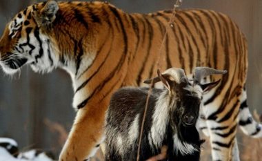 Ia kanë hedhur dhinë në kafaz tigrit për ta ngrënë: Askush nuk mund të besojë se çfarë ka ndodhur! (Video)