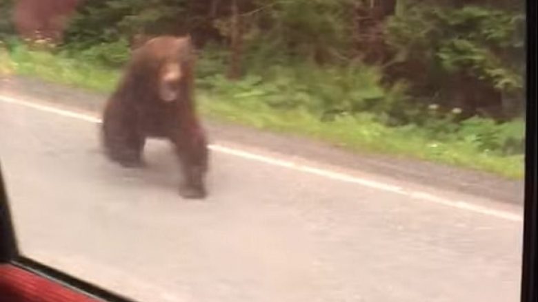 Ariu provoi t’i sulmonte, pasi filluan ta fotografojnë (Video)