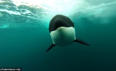 Balenat ndoqën barkën duke notuar me shpejtësi të madhe (Video)