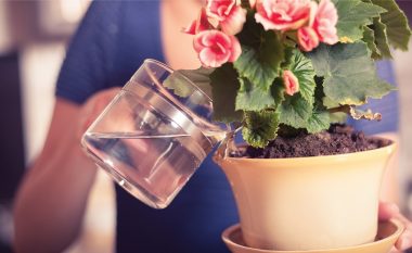 Ujitja dhe ushqimi i bimëve të dhomës