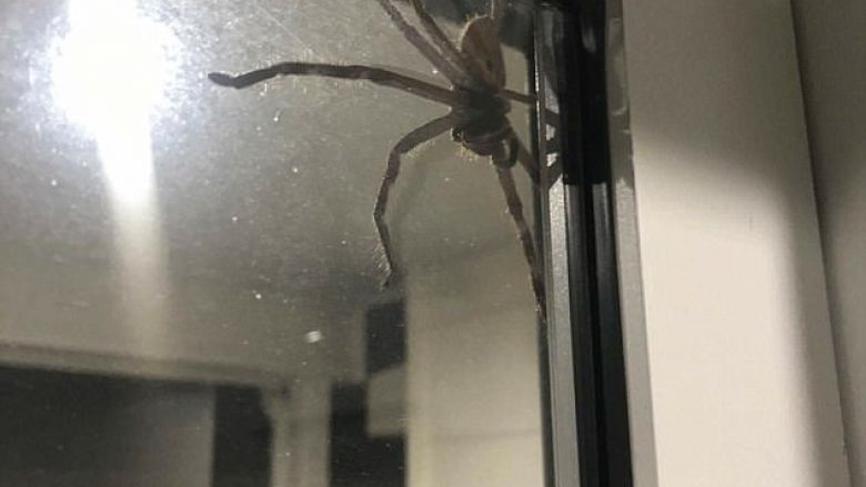 Bllokohen brenda në shtëpi, frikësohen nga merimanga gjigante (Video)