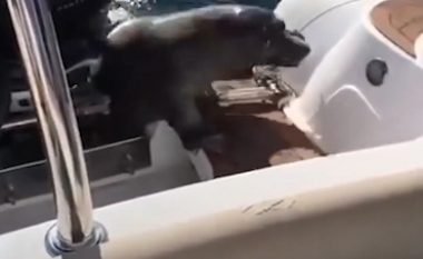 Foka kërceu në barkë për t’i shpëtuar grupit të balenave (Video)
