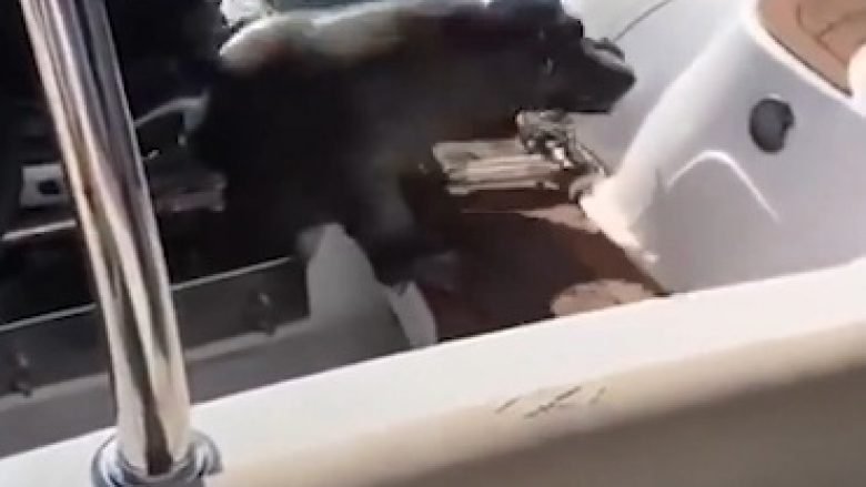 Foka kërceu në barkë për t’i shpëtuar grupit të balenave (Video)