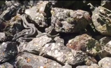 Shikoni ”Ishullin e gjarpërinjëve” në liqenin e Prespës (Video)