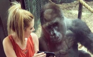 Gorilla shikon e qetë fotografitë nga telefoni i vizitores (Foto)