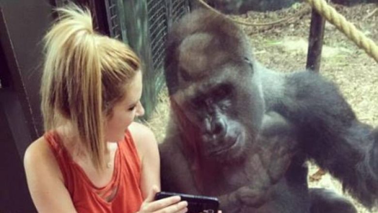 Gorilla shikon e qetë fotografitë nga telefoni i vizitores (Foto)