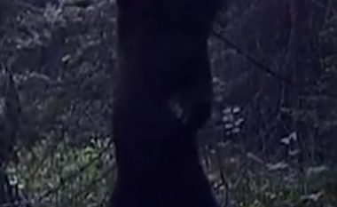 Lëvizjet qesharaket të ariut derisa kruante shpinën për trungun e pemës (Video)