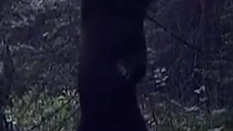 Lëvizjet qesharaket të ariut derisa kruante shpinën për trungun e pemës (Video)