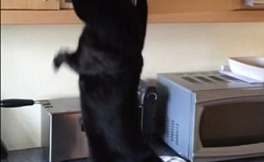 Maces i mbeti putra në dorezë derisa provonte të hapte kapakun e dollapit (Video)