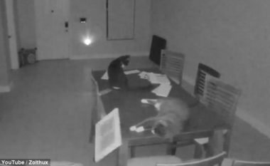 Panik nga alarmi që e aktivizoi macja e shtëpisë (Video)