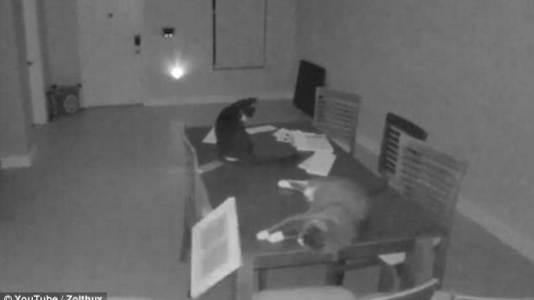 Panik nga alarmi që e aktivizoi macja e shtëpisë (Video)