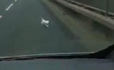 Shpëtoi qenin në autostradë dhe e bashkoi me pronaren (Video)