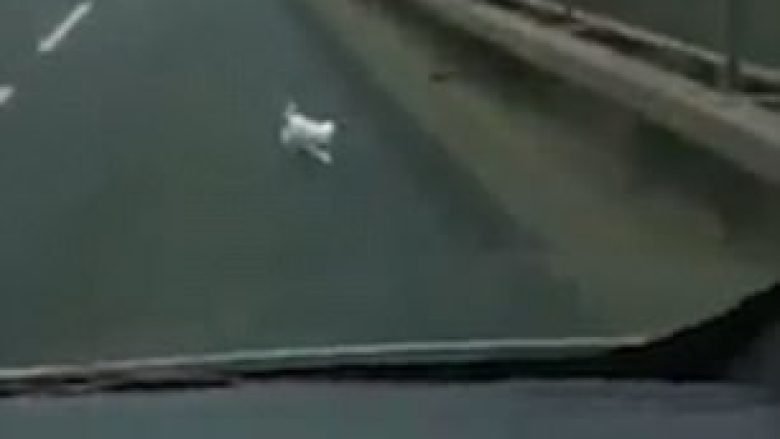 Shpëtoi qenin në autostradë dhe e bashkoi me pronaren (Video)