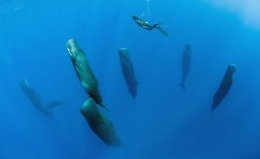 Zhytësi fotografoi momentin e rrallë kur balenat flenë në pozitë vertikale (Foto)