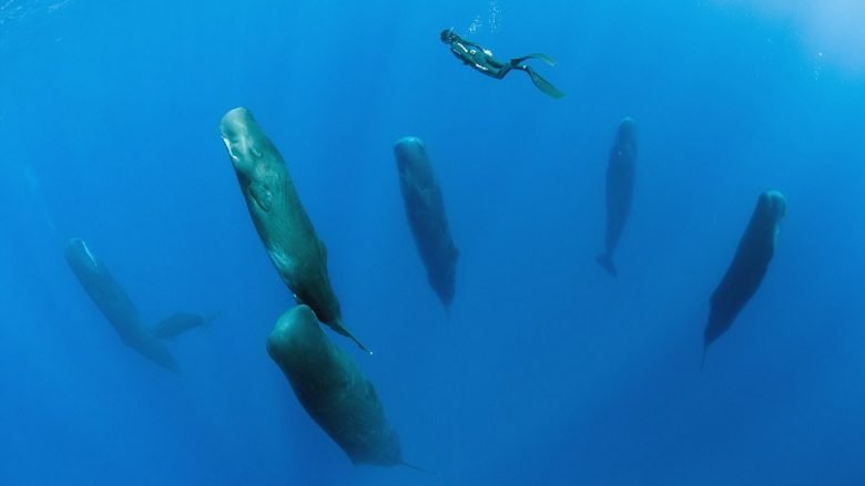 Zhytësi fotografoi momentin e rrallë kur balenat flenë në pozitë vertikale (Foto)