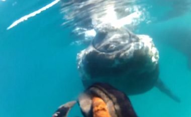 Zhytësi takon nga afër balenën dhe i qëndron shumë pranë (Video)