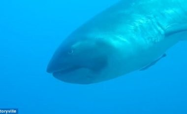 Zhytësja takoi peshkaqenin e rrallë (Video)